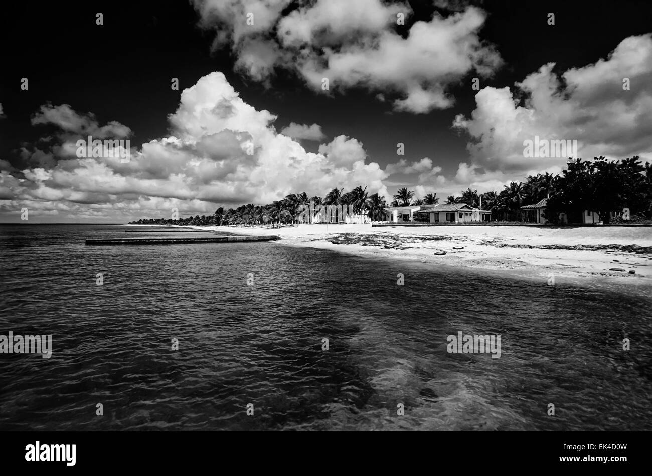 CUBA, Maria La Gorda beach, des cocotiers - Numérisation de films Banque D'Images