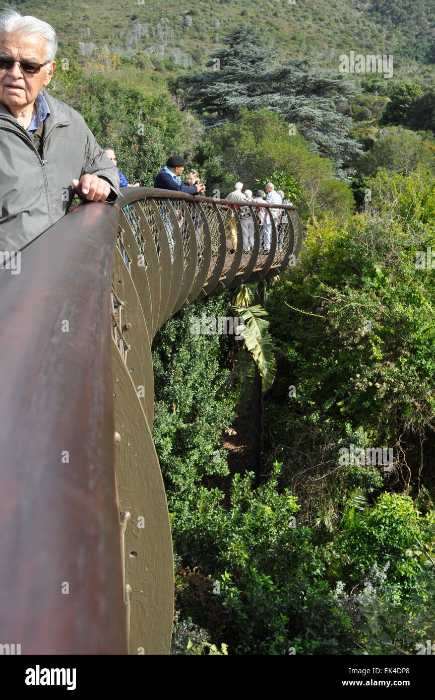 Passerelle aérienne nouvellement construit dans Kirstenbosch.Pour marquer le centenaire du jardin botanique de Kirstenbosch , le cap de l'antenne d'une nouvelle passerelle en bois a été construit.Conçu par l'architecte Mark Thomas, cette structure en bois et acier winds son chemin à travers la cime des arbres. C'est forme est inspiré par un squelette de serpent, et il est connu comme 'Le Boomslang' (signifiant serpent). Banque D'Images