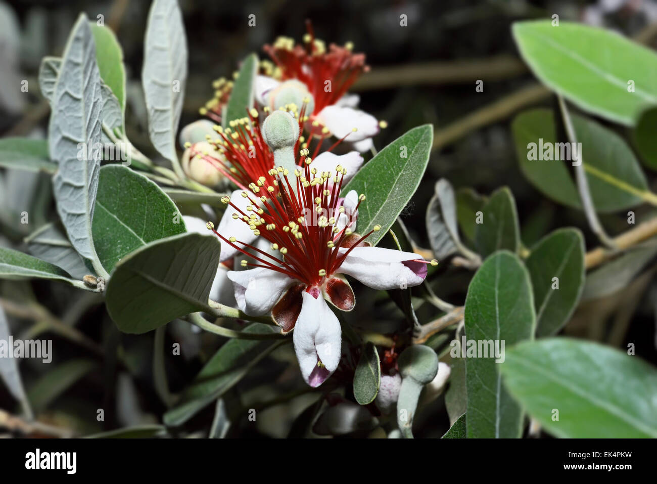 Italie, Latium, campagne, Ananas Feijoa goyave (fleurs) Banque D'Images