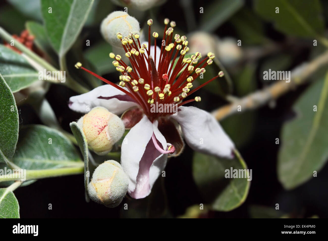 Italie, Latium, campagne, Ananas Feijoa goyave (fleurs) Banque D'Images