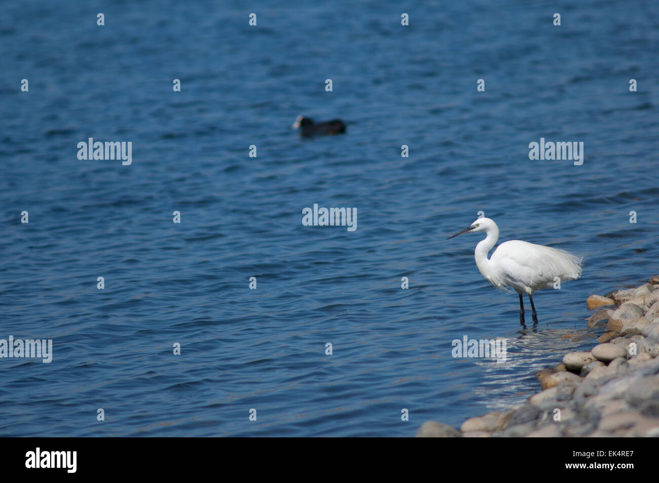 Aigrette garzette (Egretta garzetta). El Fraile lagon. Arona. Tenerife. Îles Canaries. L'Espagne. Banque D'Images