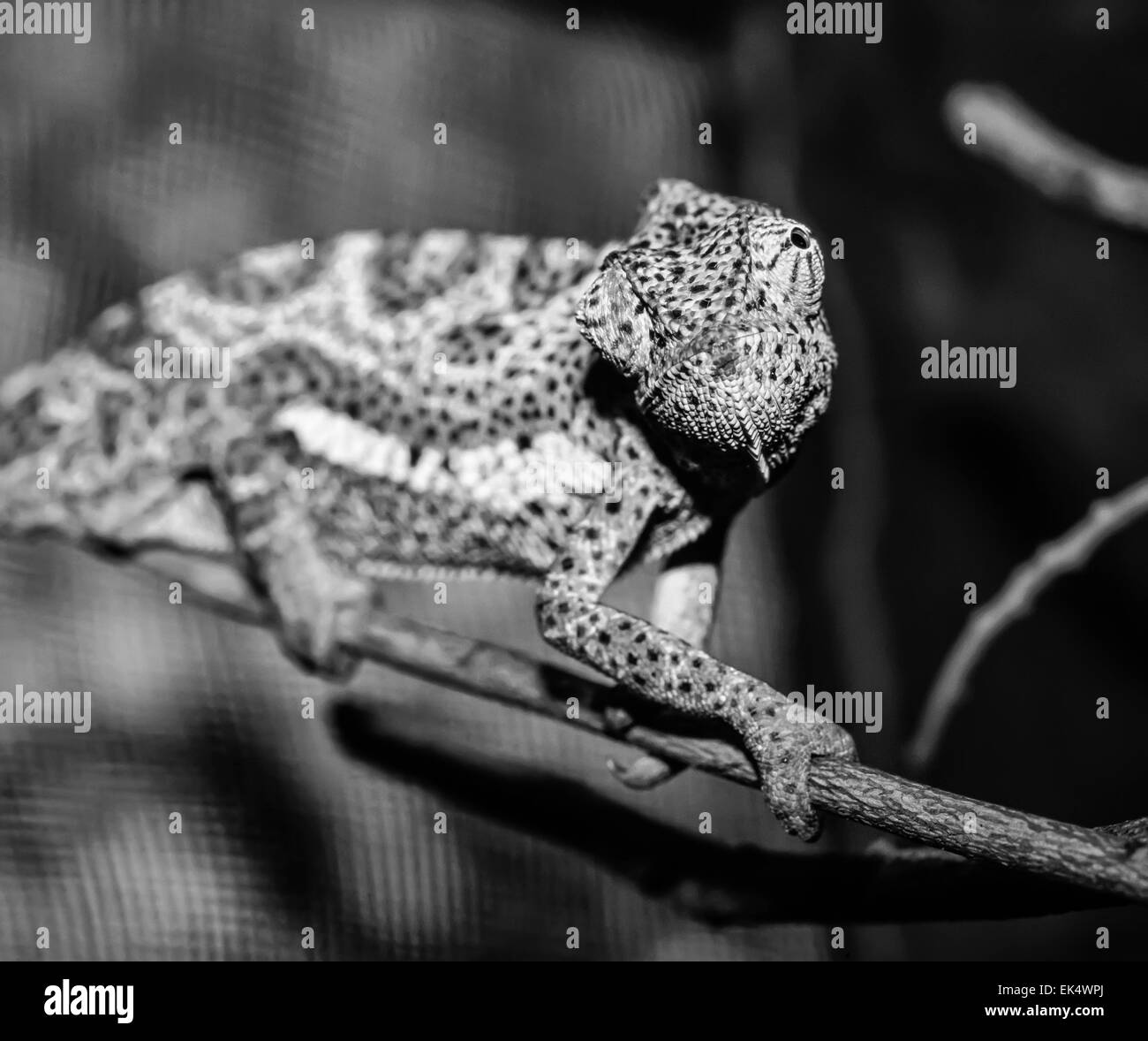 Kenya, Malindi, chameleon (FILM) Banque D'Images