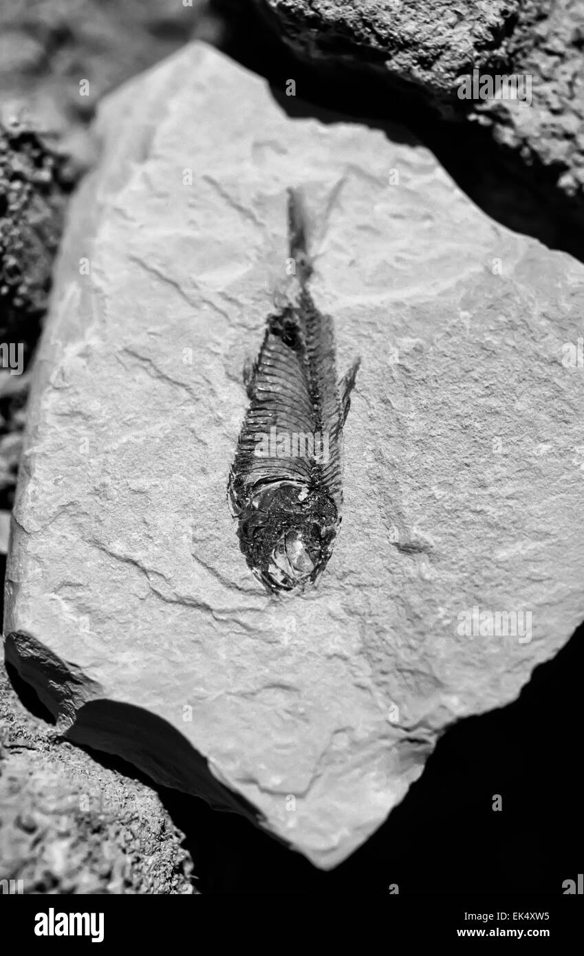 USA, Arizona, la vallée de la mort, poisson fossile dans un film de pierre (SCAN) Banque D'Images