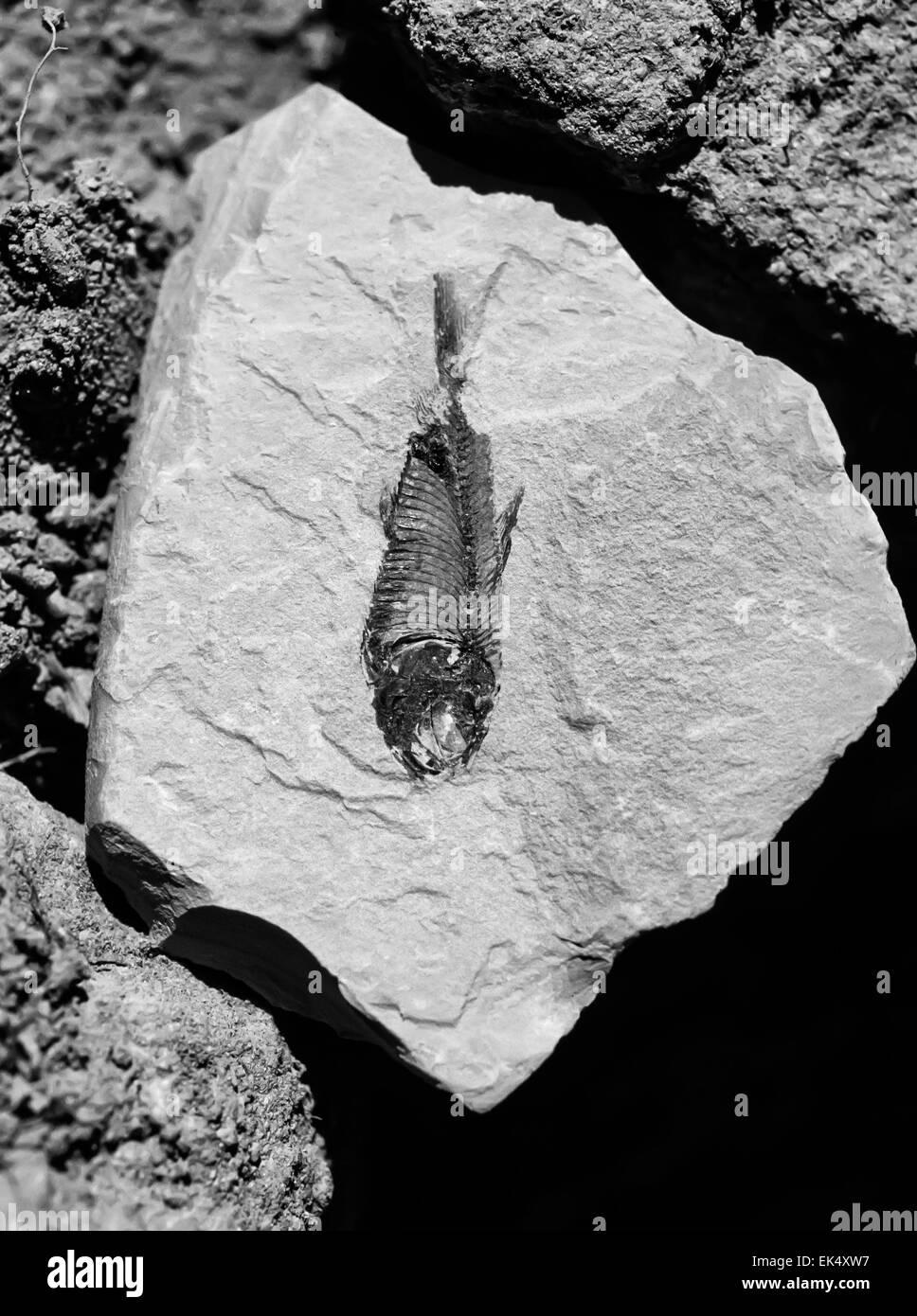 USA, Arizona, la vallée de la mort, poisson fossile dans un film de pierre (SCAN) Banque D'Images