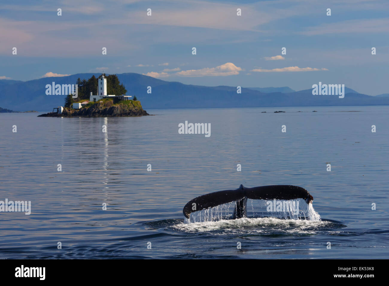 Des baleines à bosse et les cinq doigts phare, la Forêt Nationale Tongass en Alaska. Banque D'Images