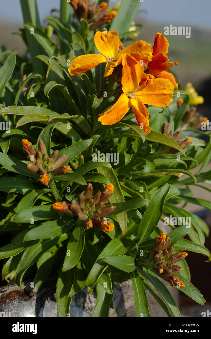 The Wallflowers Orange nain ( Erysimum ) dans un récipient en pierre sur un mur à Cornwall un jour de printemps. Banque D'Images