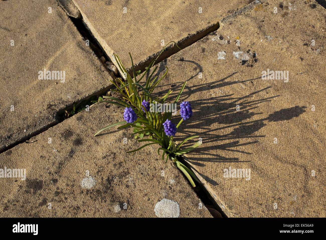 Muscari ou Muscaris fleurs qui poussent entre les dalles sur un patio à l'extérieur d'une chambre à Cornwall Banque D'Images