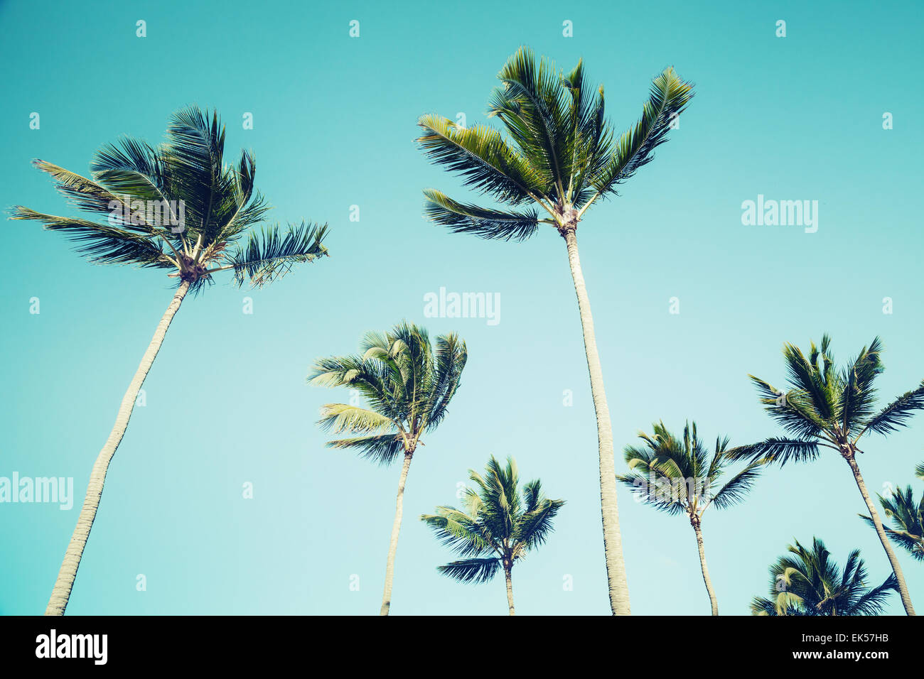 Palmiers sur fond de ciel clair. Vintage style. Photo avec old style tons vert effet filtre instagram Banque D'Images