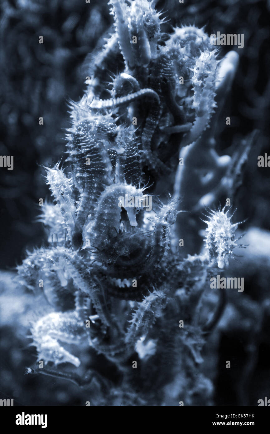 Colonie d'hippocampes sur les récifs peu profonds, photo gros plan avec 6 Banque D'Images