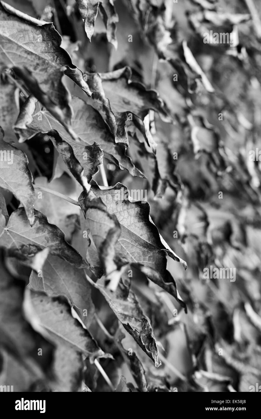 L'Italie, Campagne, les feuilles d'automne (Scaphoideus titanus) Banque D'Images