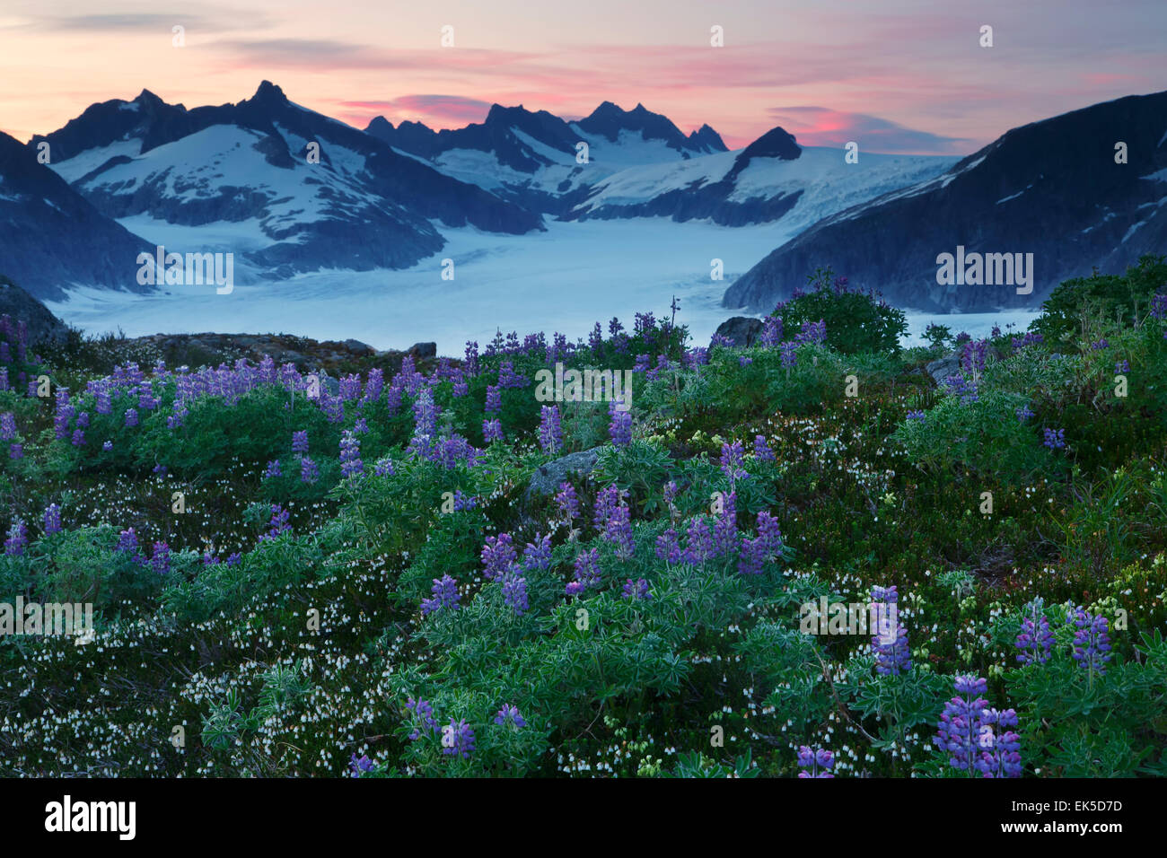 Les fleurs sauvages sur le Mont Blanc au-dessus de la poussette Mendenhall Glacier, Alaska, la Forêt Nationale Tongass Banque D'Images