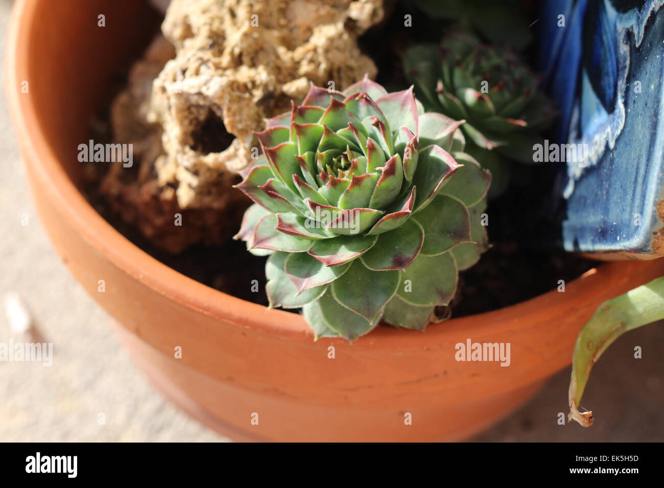 La lumière du soleil sur un Cactus Rose Banque D'Images