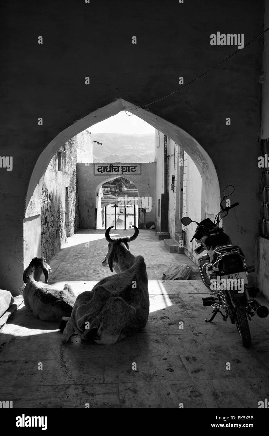 L'Inde, Rajasthan, Pushkar, vaches sacrées dans l'une des portes au lac (ghats) Banque D'Images