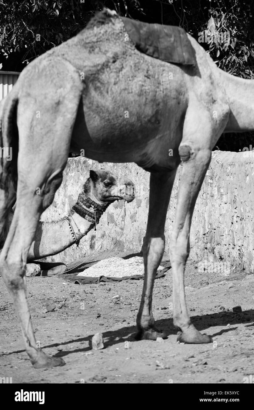 L'Inde, Rajasthan, Pushkar, chameaux mangeant Banque D'Images