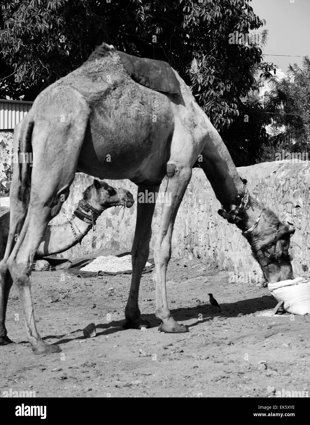 L'Inde, Rajasthan, Pushkar, chameaux mangeant Banque D'Images