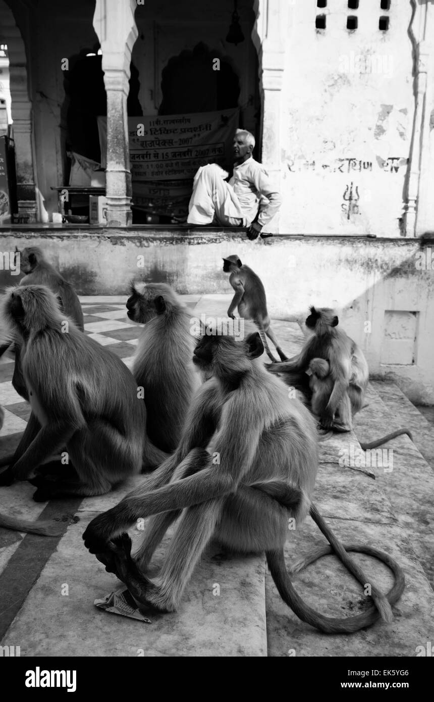 L'Inde, Rajasthan, Pushkar, indien de singes sur les étapes pour le lac sacré Banque D'Images