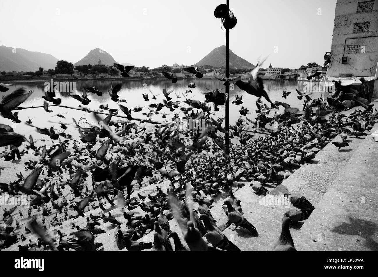 L'Inde, Rajasthan, Pushkar, pigeons sur les étapes pour le lac sacré Banque D'Images