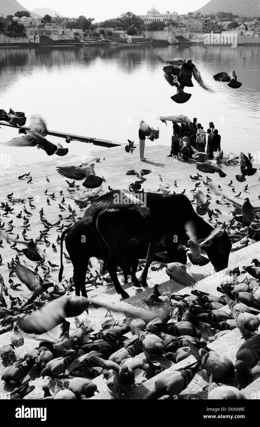 L'Inde, Rajasthan, Pushkar, pigeons et vaches sacrées sur les étapes de l'lake Banque D'Images