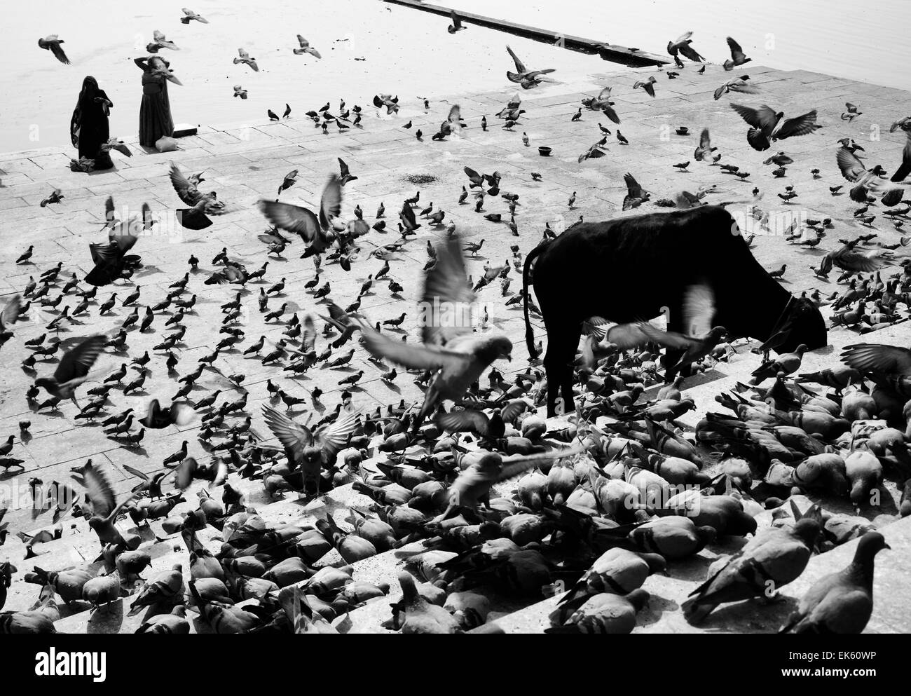 L'Inde, Rajasthan, Pushkar, pigeons et une vache sacrée sur les étapes de l'lake Banque D'Images