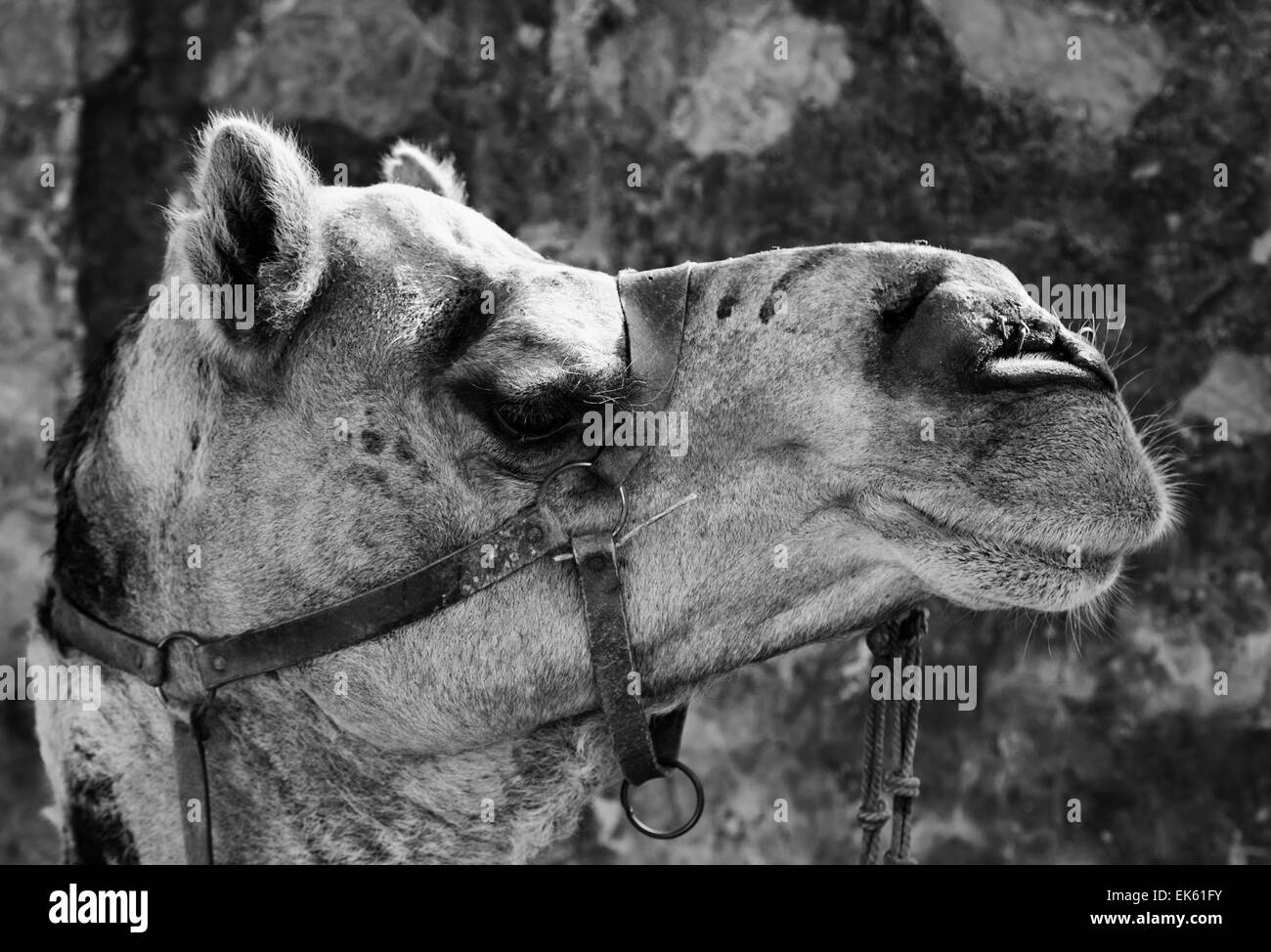 L'Inde, Rajasthan, Pushkar, camel Banque D'Images
