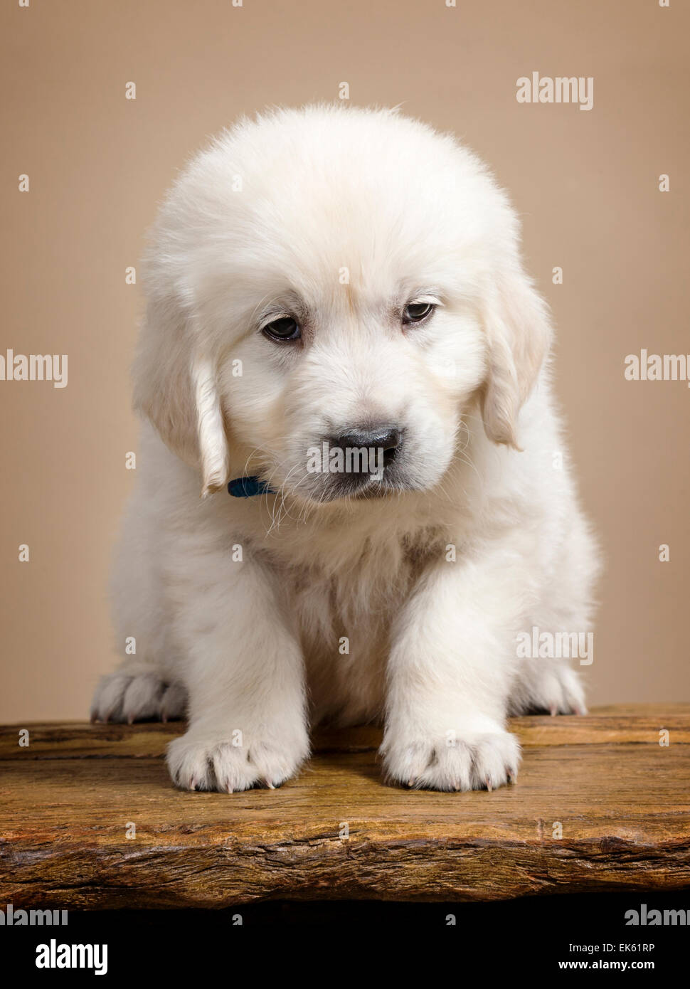 Couleur platine chiot Golden Retriever (6 semaines). Banque D'Images