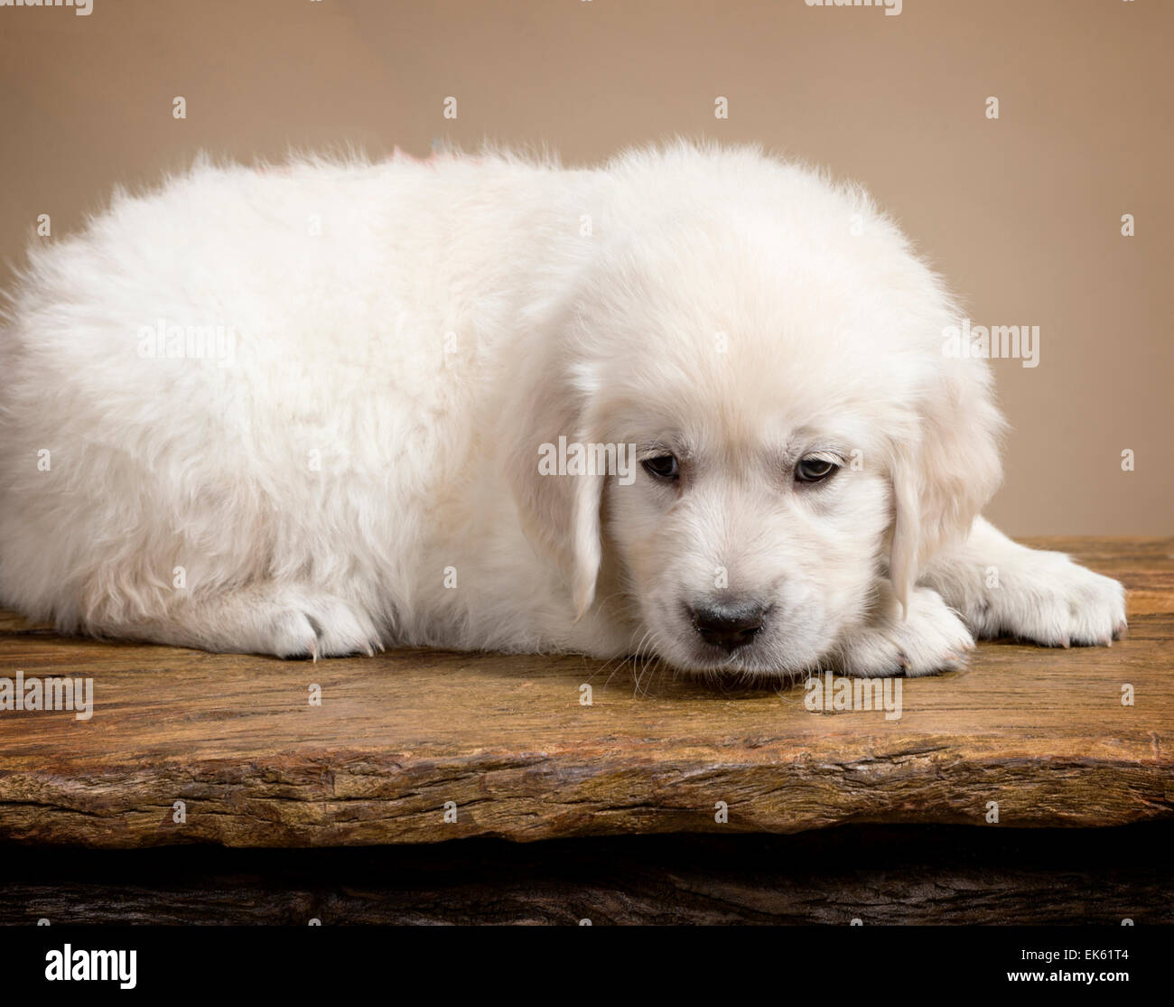 Couleur platine chiot Golden Retriever (6 semaines). Banque D'Images