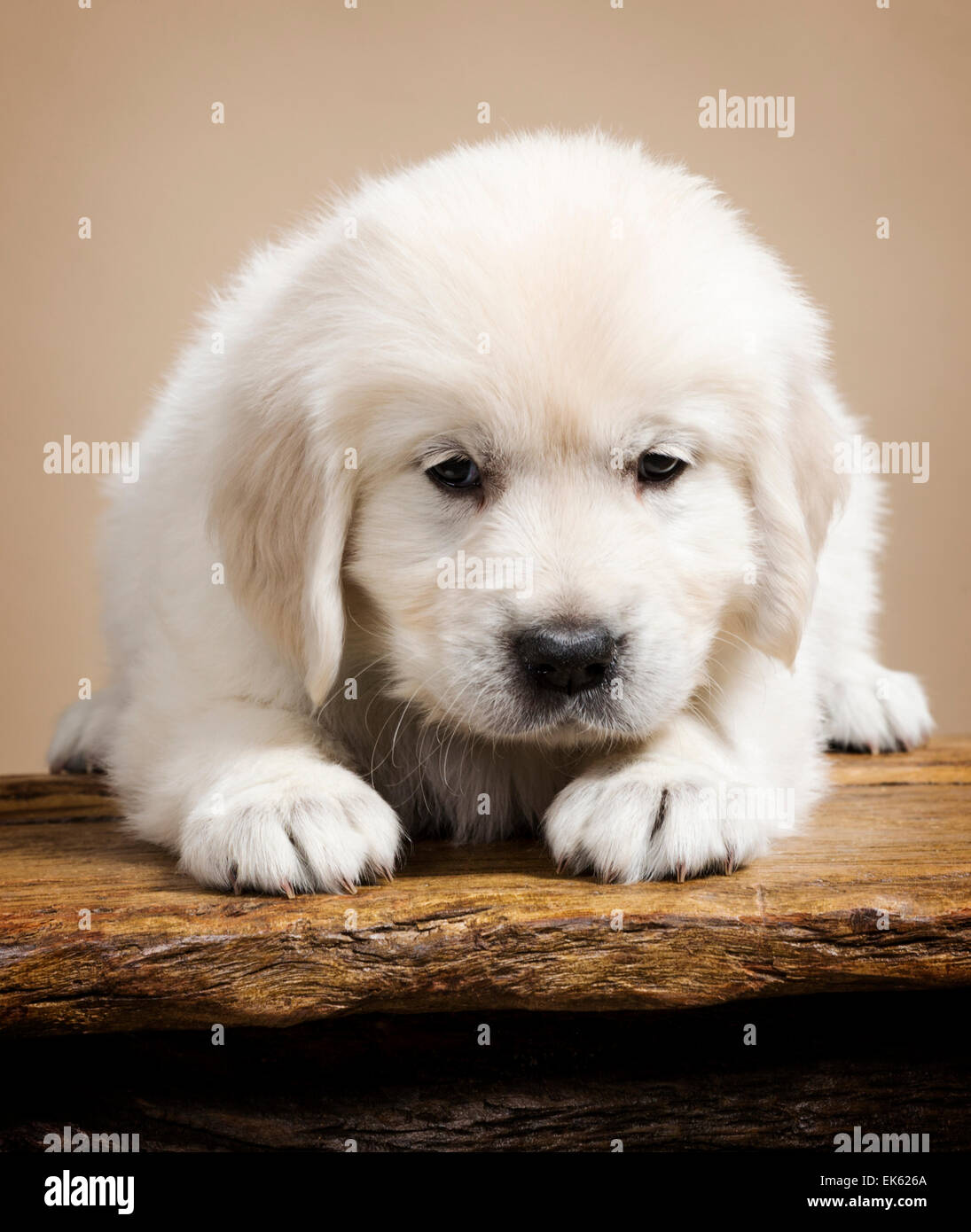 Couleur platine chiot Golden Retriever (6 semaines). Banque D'Images