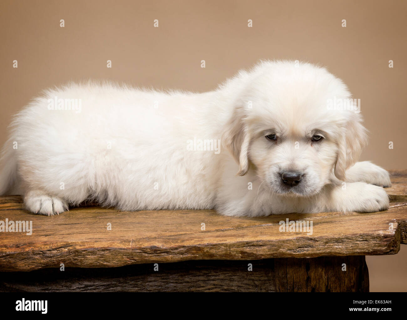 Couleur platine chiot Golden Retriever (6 semaines). Banque D'Images