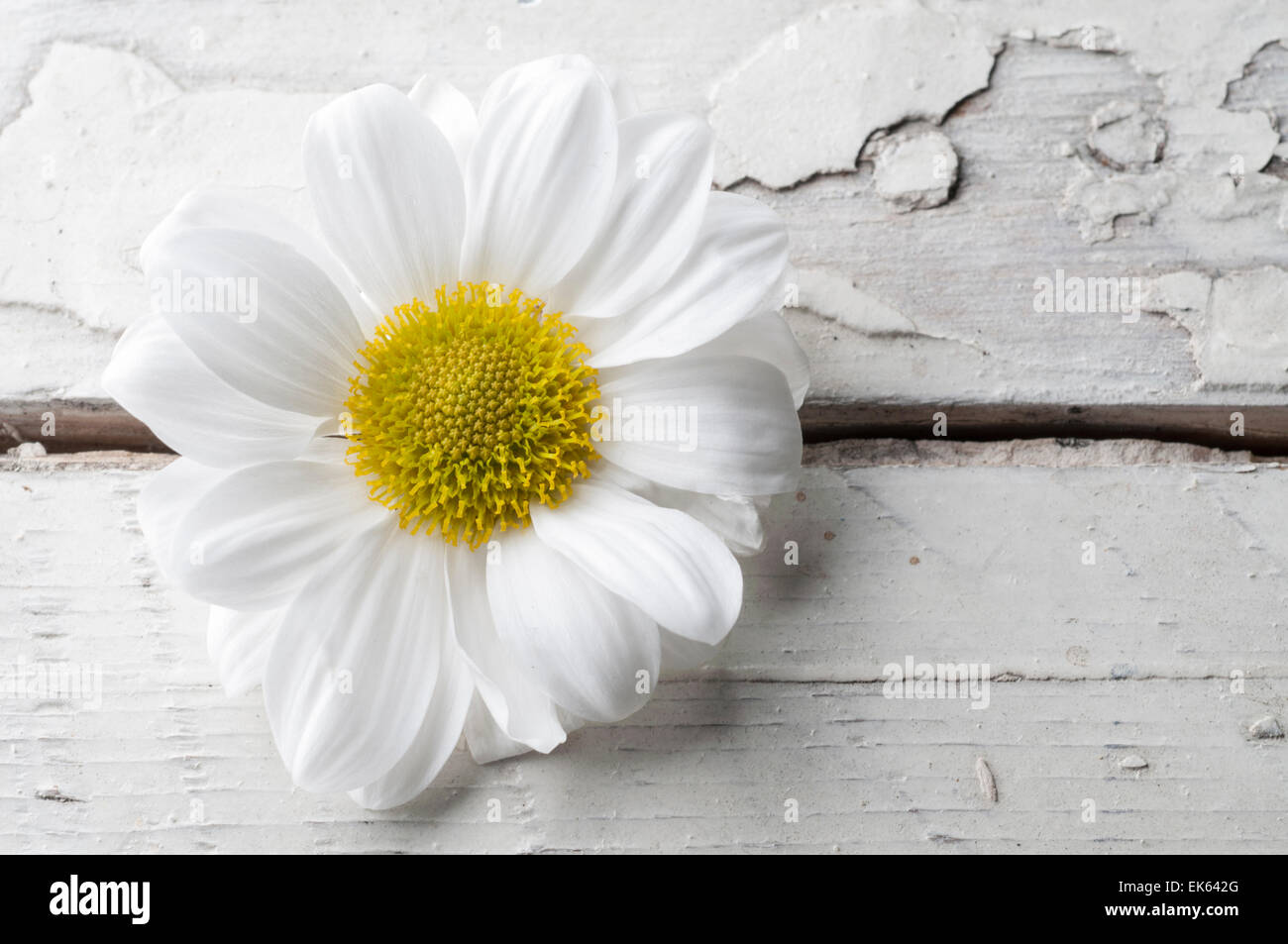 Fleur de chrysanthème blanc sur fond de bois blanc Banque D'Images