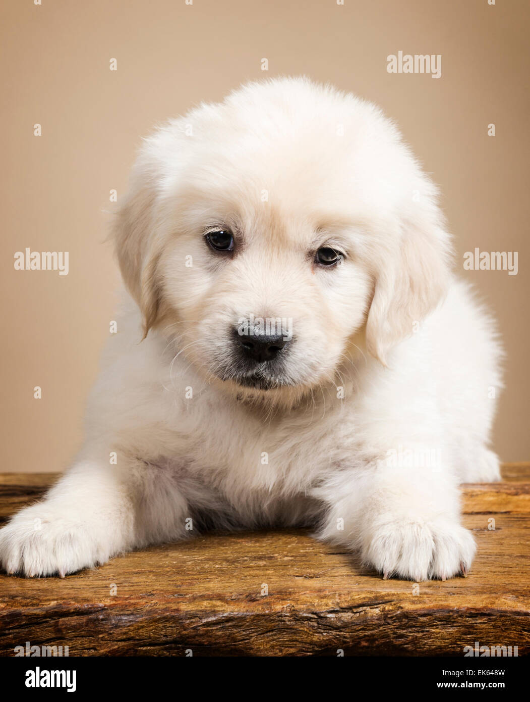 Couleur platine chiot Golden Retriever (6 semaines). Banque D'Images