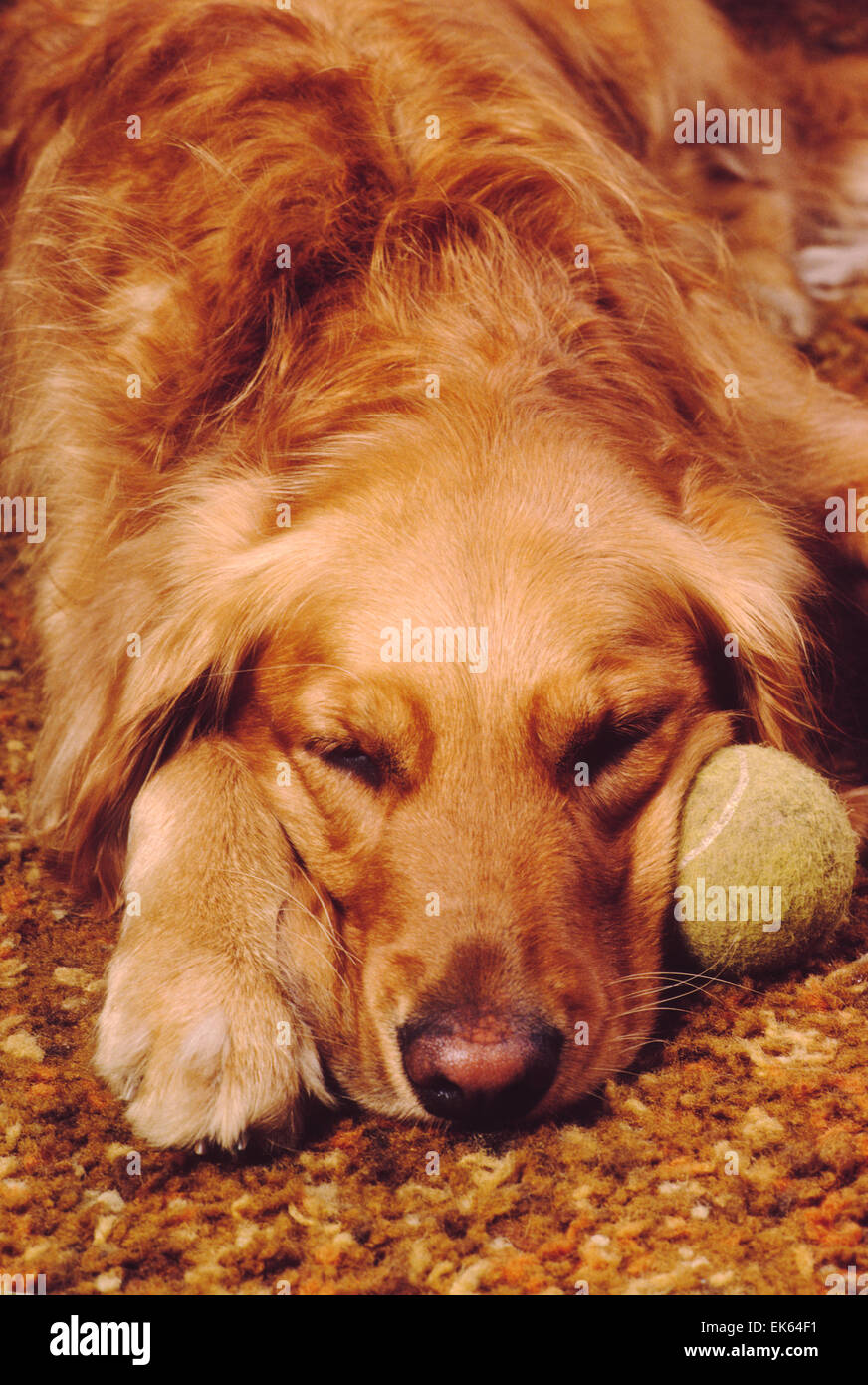 Golden Retriever dog couchage avec balle de tennis Banque D'Images