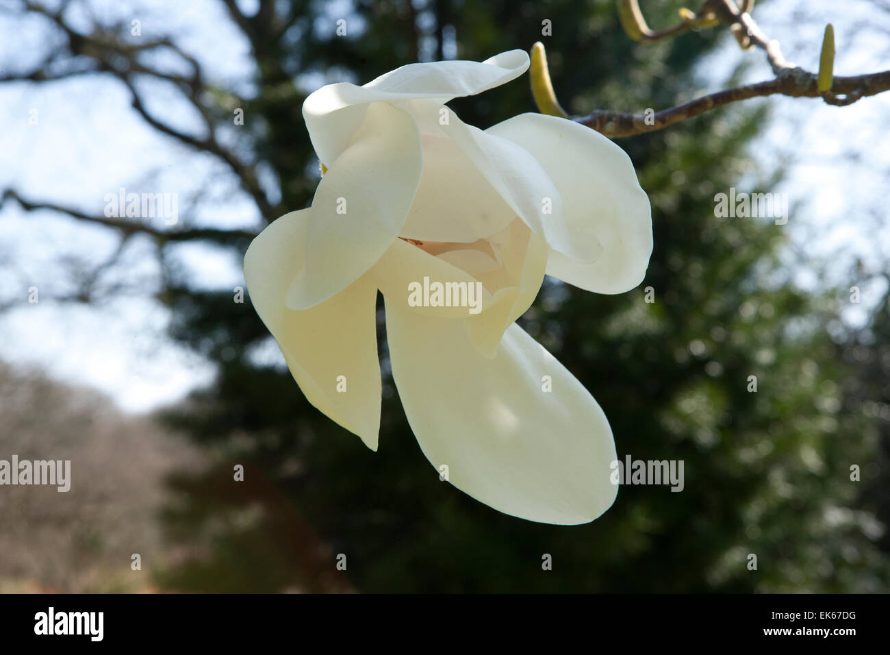 Grandes fleurs blanches de Magnolia (David Clulow) arbre à Pinetum Park St Austell Cornwall un jour de printemps. Banque D'Images