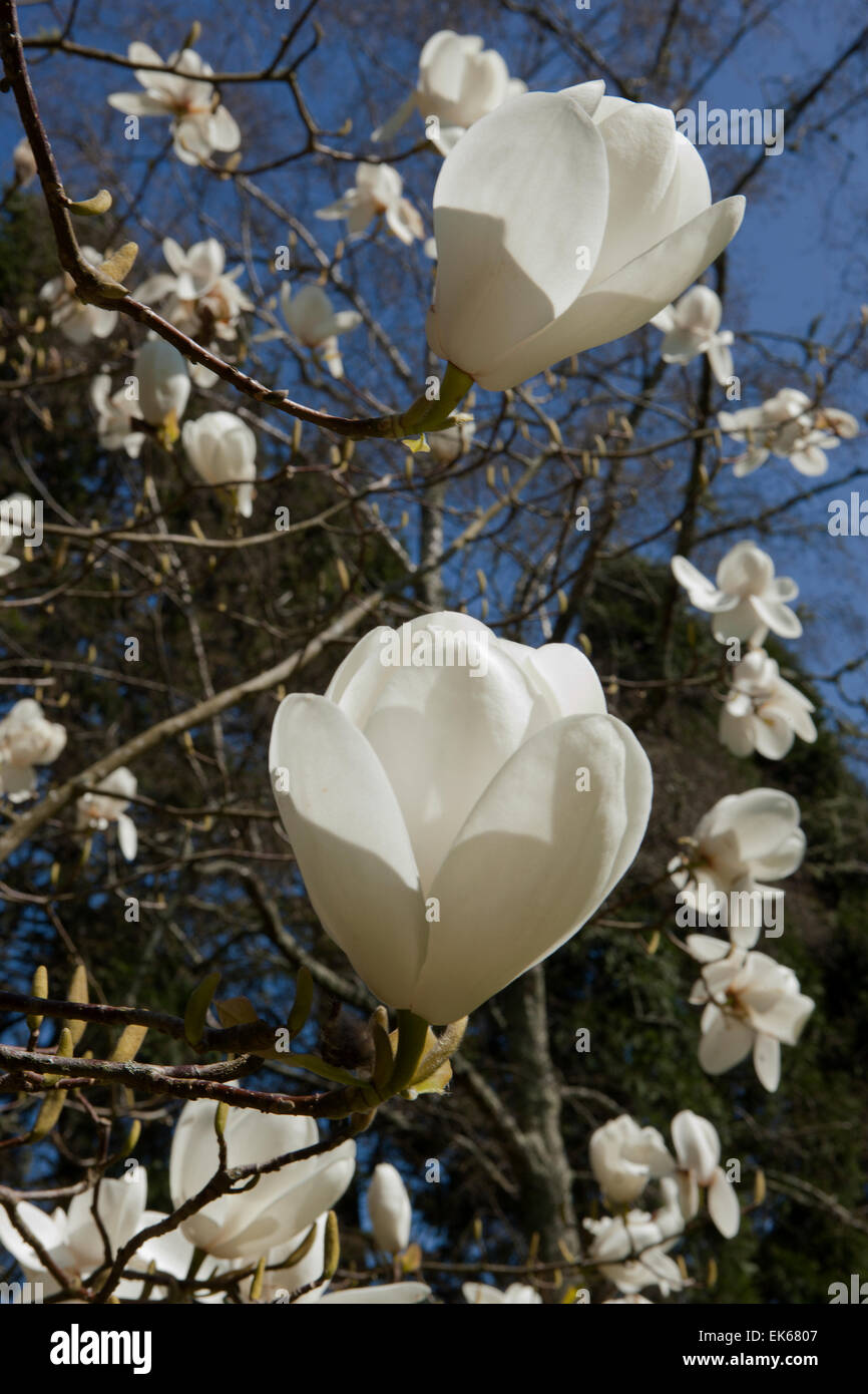 Grandes fleurs blanches de Magnolia (David Clulow) arbre à Pinetum Park St Austell Cornwall un jour de printemps. Banque D'Images