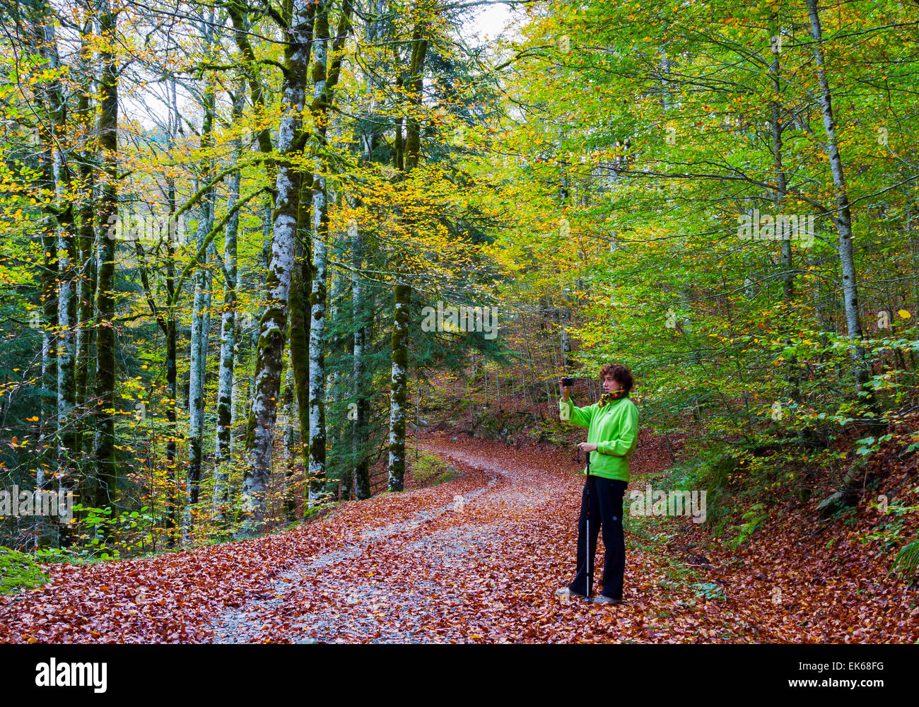 Forêt en automne. Forêt d'Irati. Navarre, Espagne. L'Europe Banque D'Images
