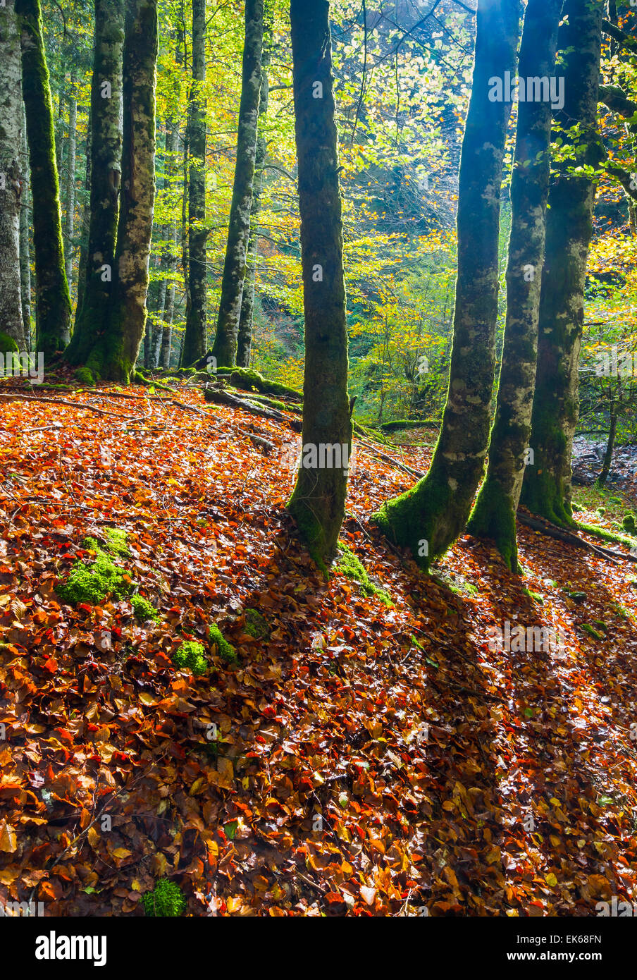 Forêt en automne. Banque D'Images