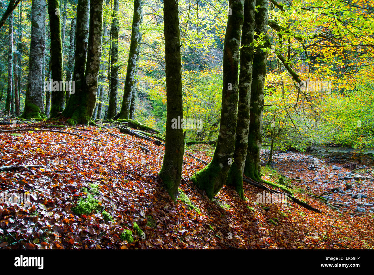 Forêt en automne. Banque D'Images