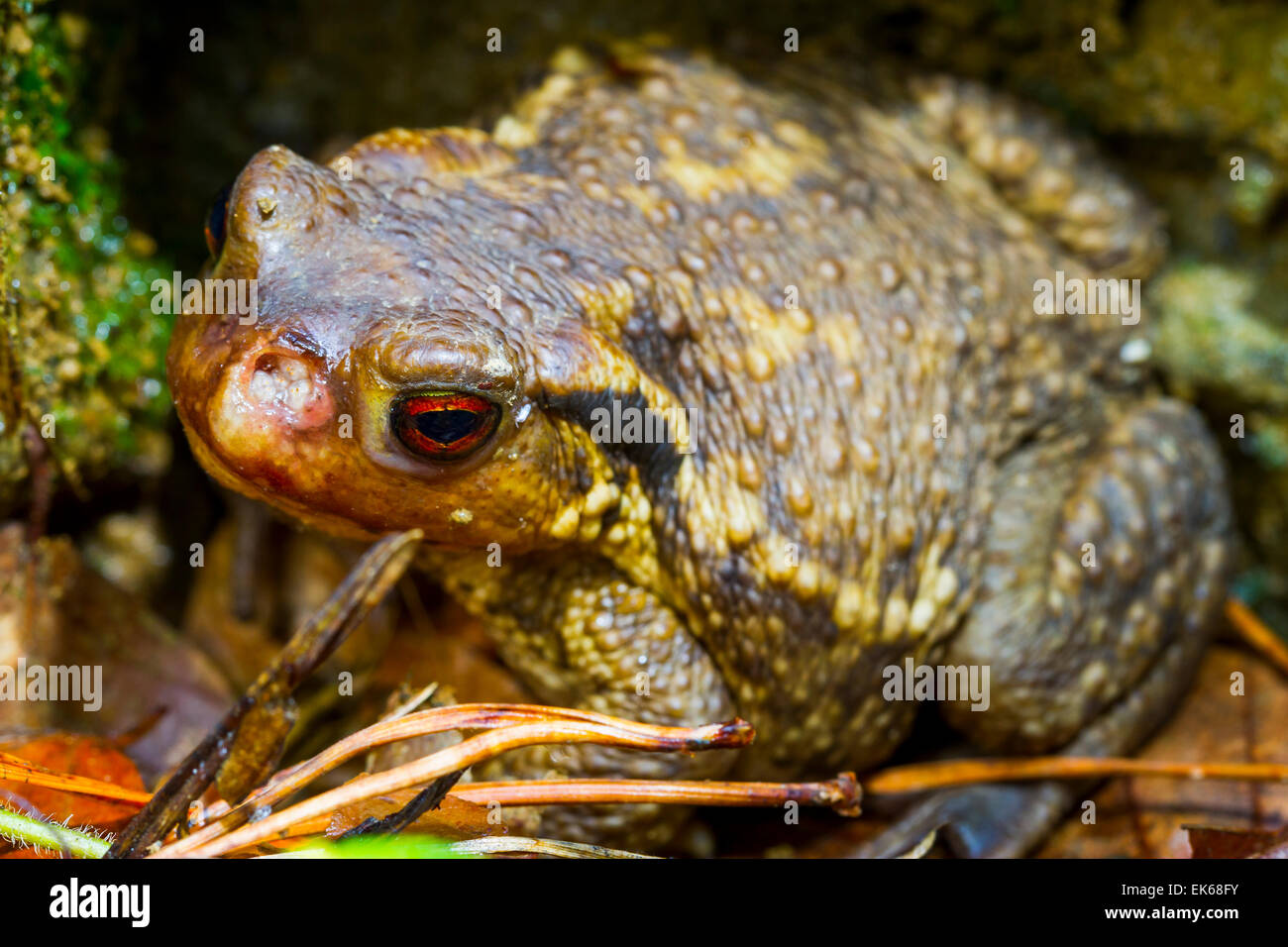 Commum (Basiliscus plumifrons). Banque D'Images