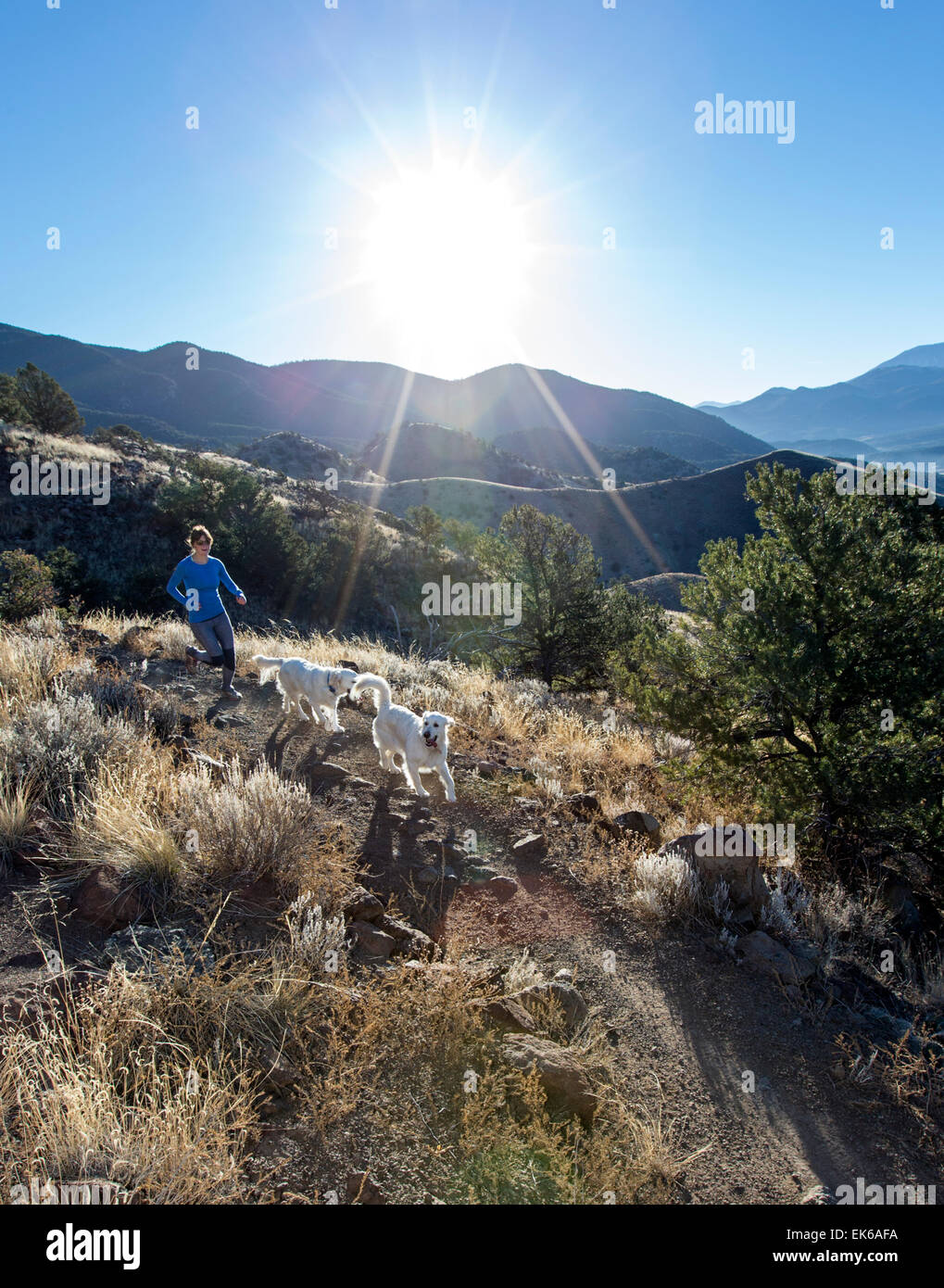 Femme & chiens qui courent sur des sentiers de montagne près de Salida, Colorado, USA Banque D'Images