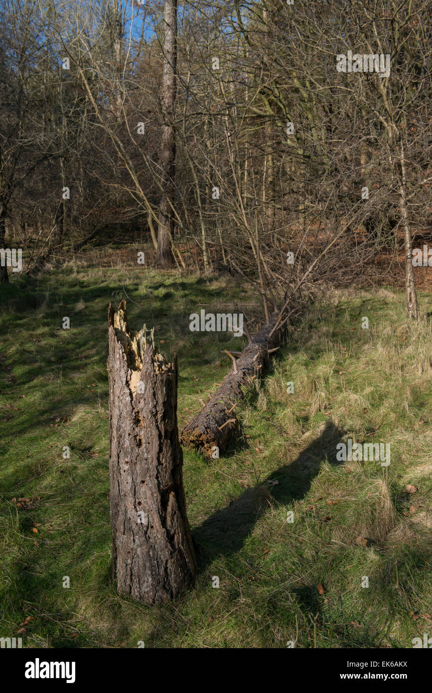 Arbre tombé dans les bois Banque D'Images