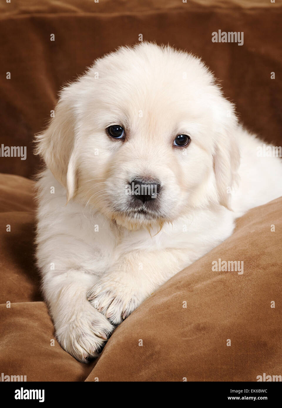 Couleur platine chiot Golden Retriever (6 semaines). Banque D'Images