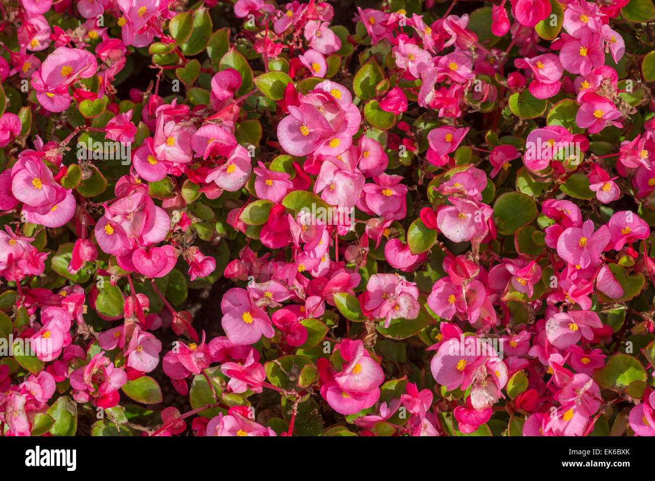 Une cire rose bégonia (begonia ou fibreux) dans le jardin. Banque D'Images