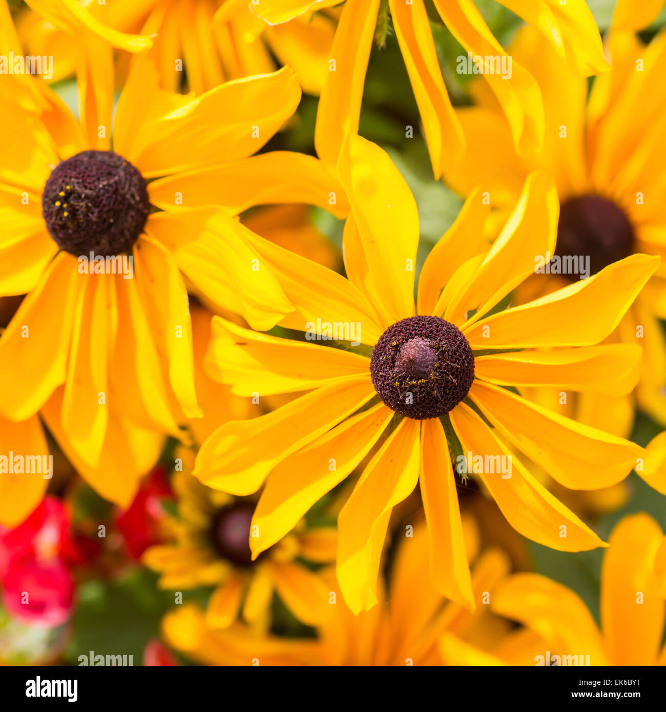 Close up le joli jardin plante, susans black eyed. Banque D'Images