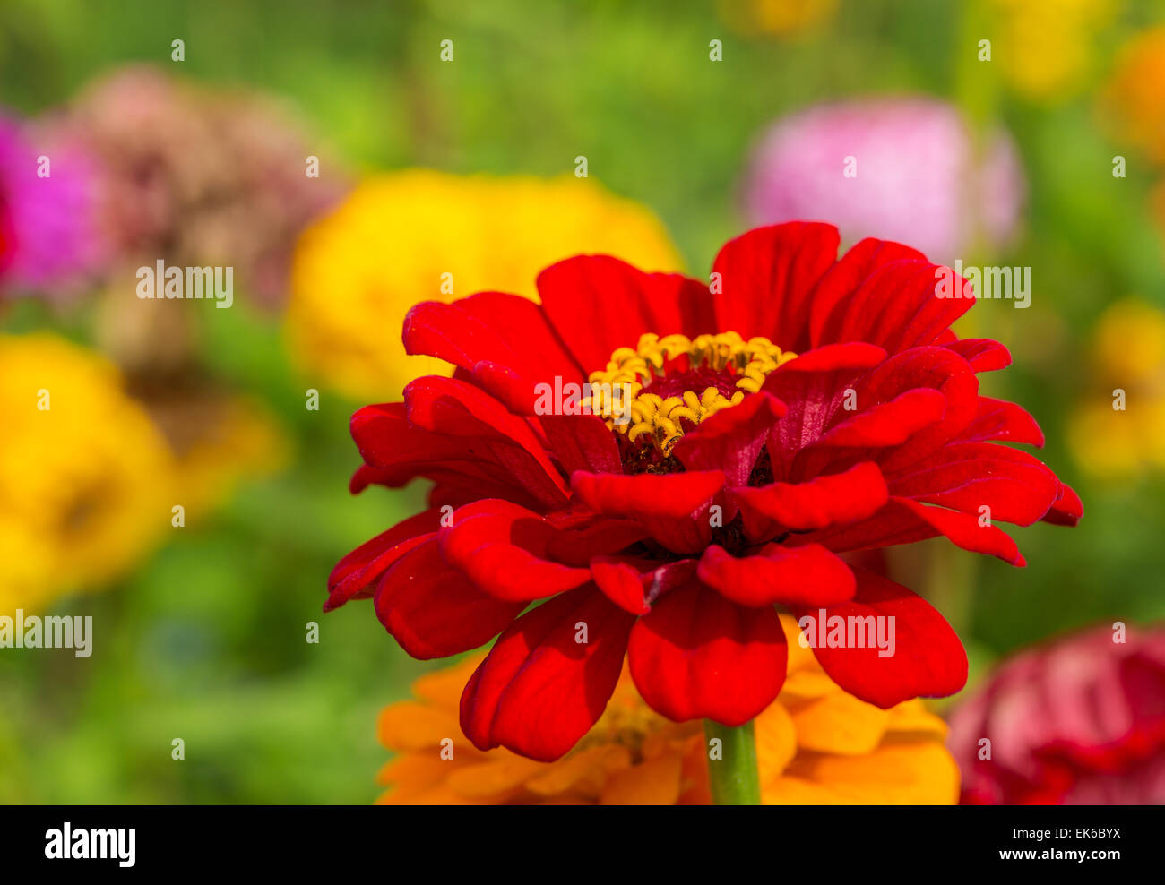 Zinnia fleurs dans le vibrant accueil jardin. Banque D'Images