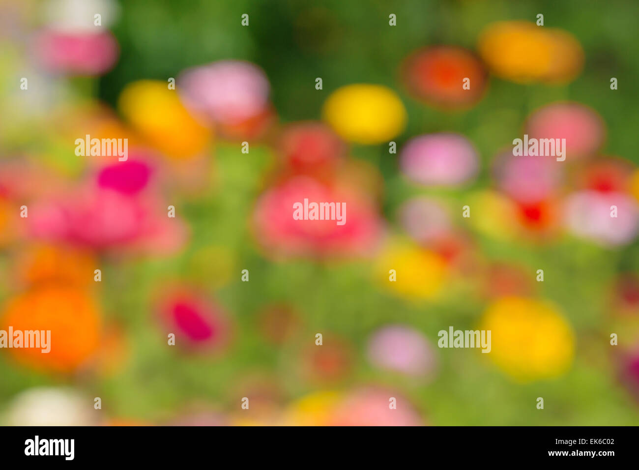 Arrière-plan flou de fleurs d'été dans le jardin. Banque D'Images
