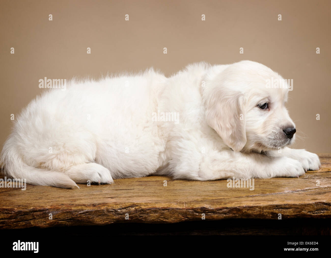 Couleur platine chiot Golden Retriever (6 semaines). Banque D'Images