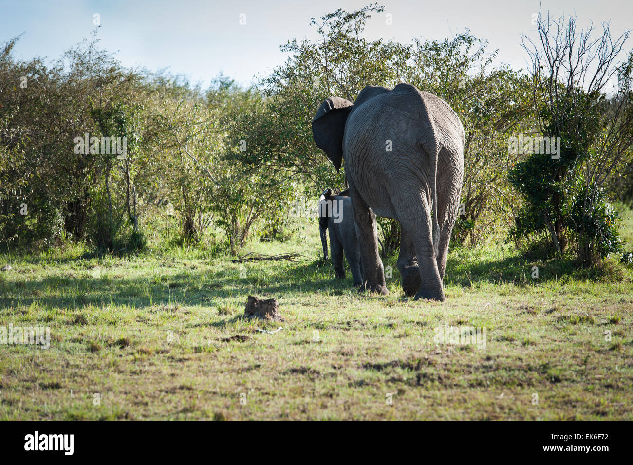 Mère de l'éléphant avec cub dans le Masai Mara Banque D'Images