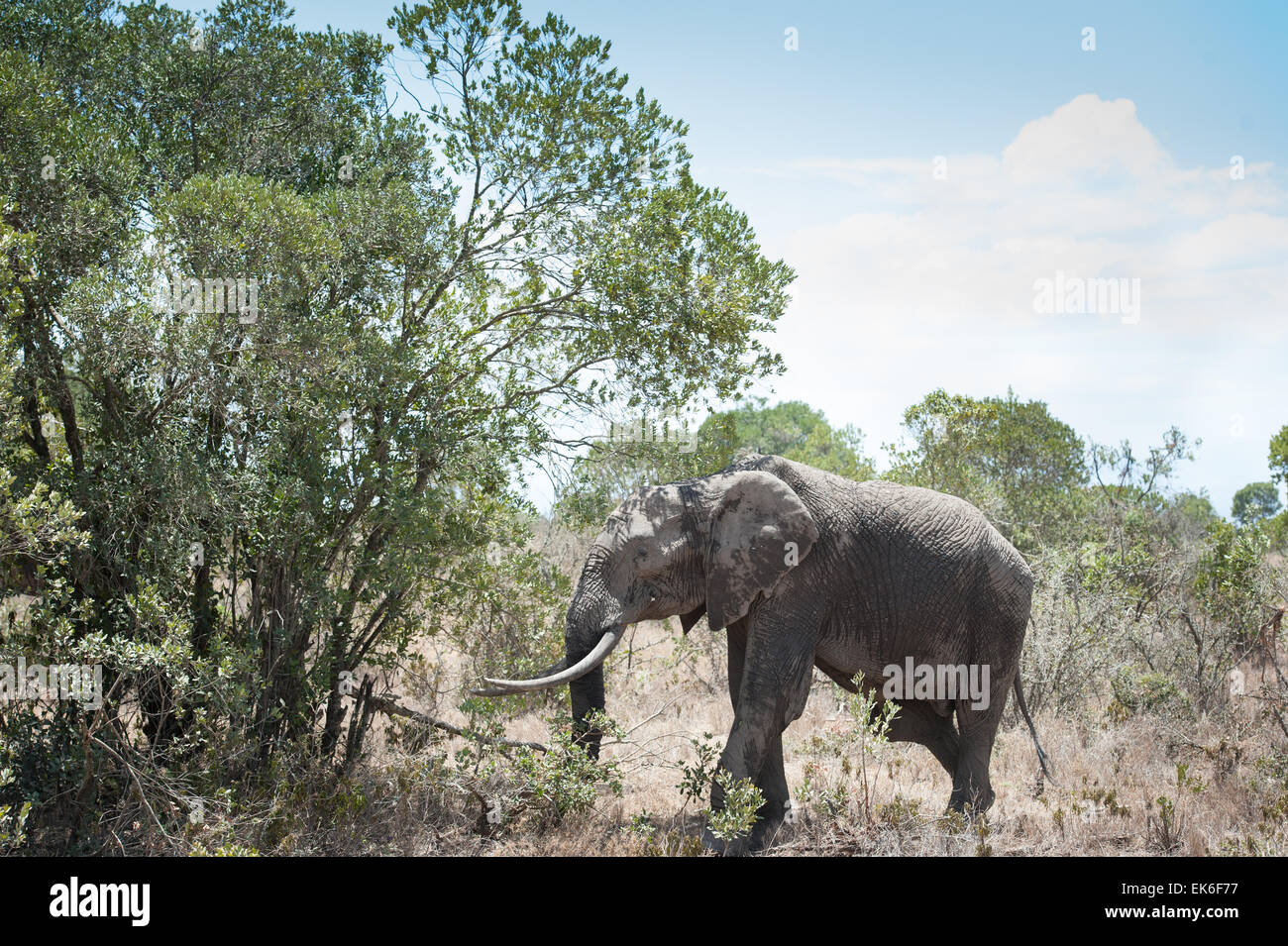 Éléphant dans le Masai Mara Banque D'Images