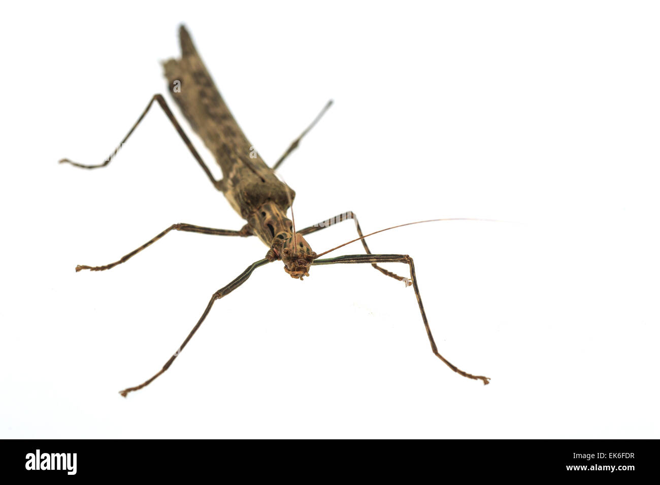 Grande sauterelle marron isolé sur fond blanc Banque D'Images