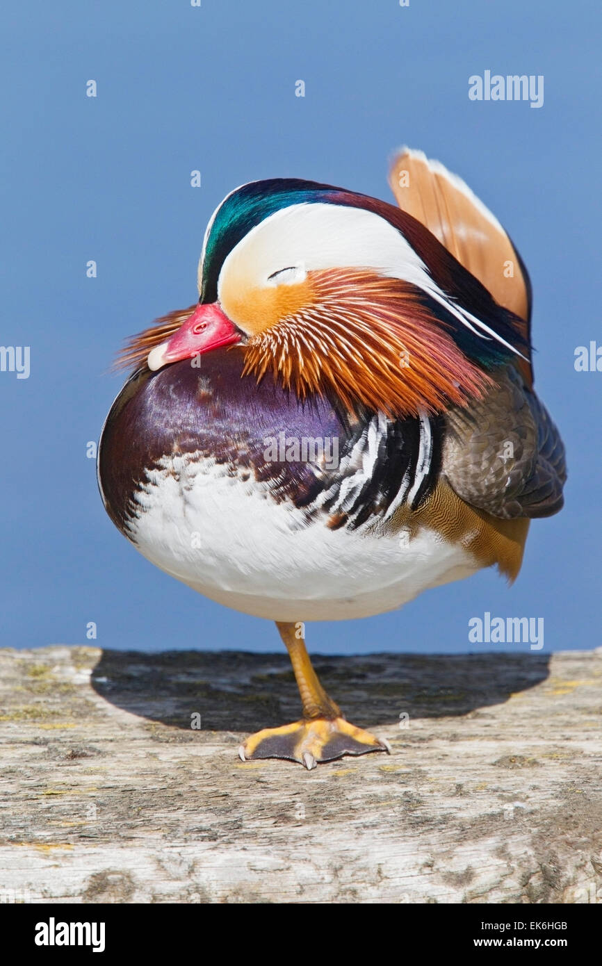Canard mandarin (Aix galericulata) drake adultes en été debout sur une jambe du plumage, Norfolk, Angleterre, Royaume-Uni Banque D'Images
