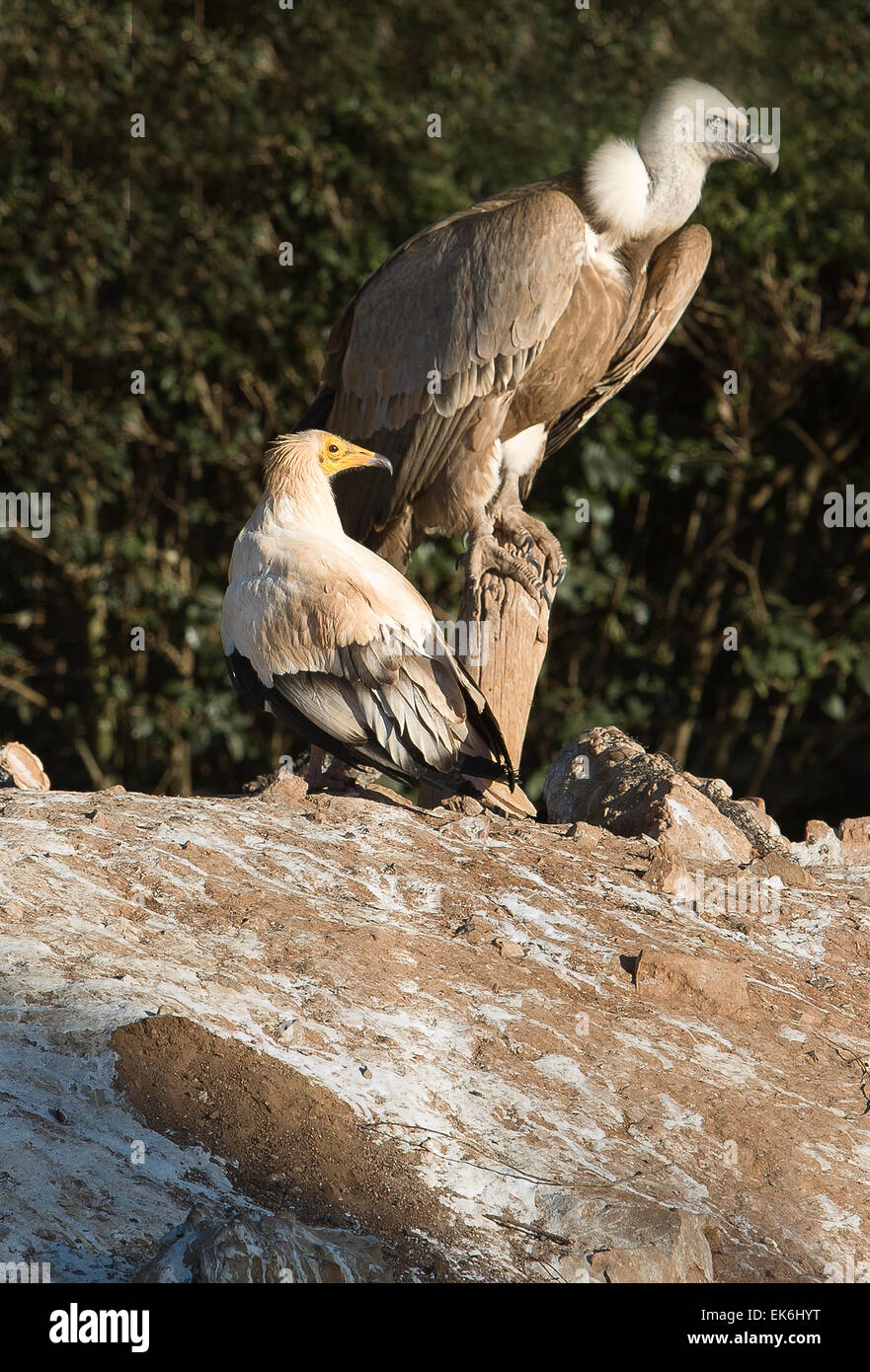 Oiseau de proie dans le centre de récupération de la faune MIPS, Villafranca de los Barros (Badajoz). Dans ce centre entre chaque année h Banque D'Images